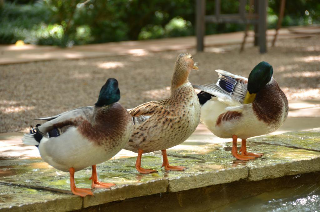 デ ホック カントリー ホテル マガリスバーグ エクステリア 写真